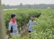 Pulih Pasca-Banjir, Kelompok Tani Pertamina EP Rantau Panen Cabai