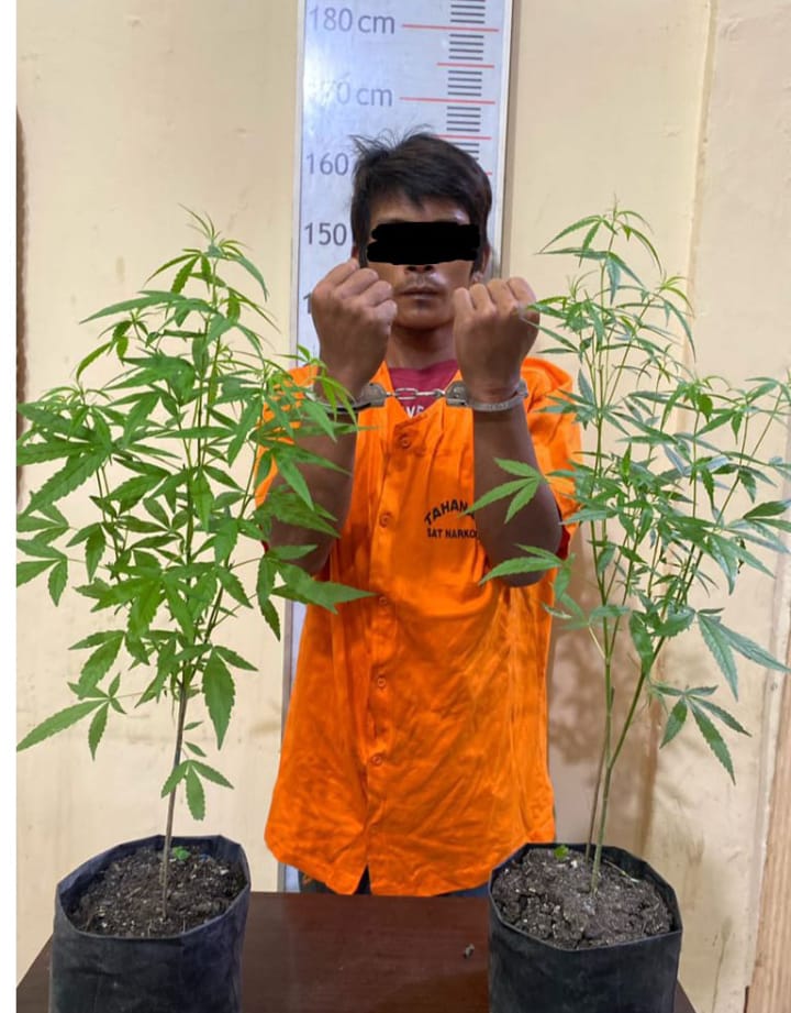 Tanam 2 Pohon Ganja, Warga Sutomo di Giring ke Sat Narkoba Polres Langkat
