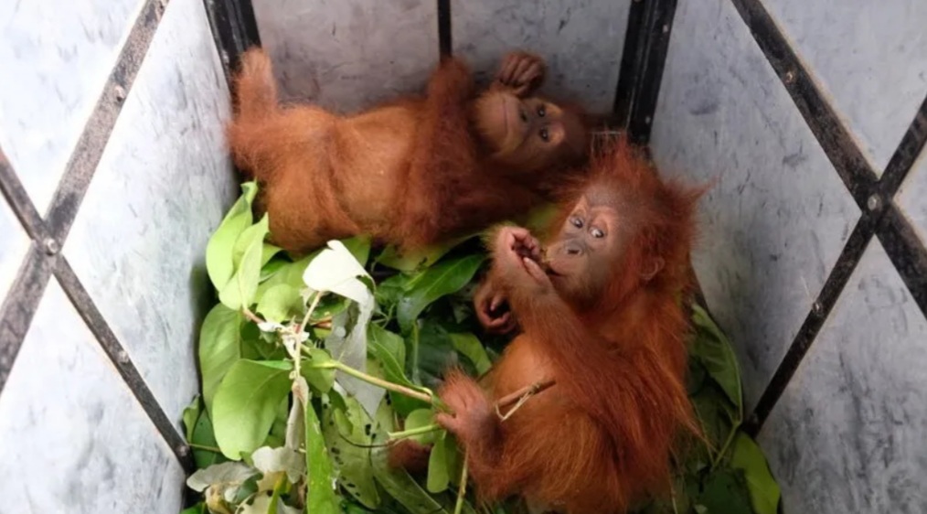 Perdagangkan 2 Anak Orang Utan, Warga Aceh Diadili di PN Medan