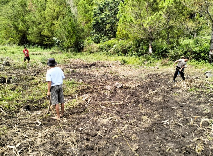 Polres Samosir Tanam 10 Kg Bibit Jagung Perkuat Ketahanan Pangan