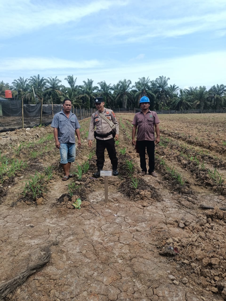 Personil Polsek Sosa Cek dan Pengawasan Lahan Penanaman Jagung Untuk Mendukung Ketahanan Pangan