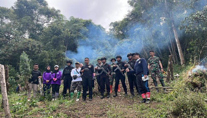 Brimob dan BNNP Sumut Musnahkan 2 Hektar Ladang Ganja di Madina