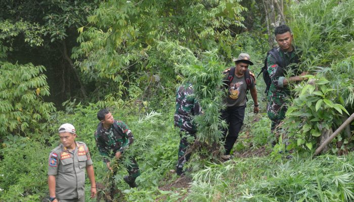 Dandim 0212/TS Pimpin Tim Patroli Gabungan dan Pemusnahan Ladang Ganja di Perbukitan Tor Sihite, Kab Mandailing Natal