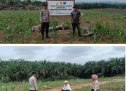 Bhabinkamtibmas Cek Lahan Tanaman Jagung Binaan Polres Palas di PT MAI Kebun Siborna Bunut