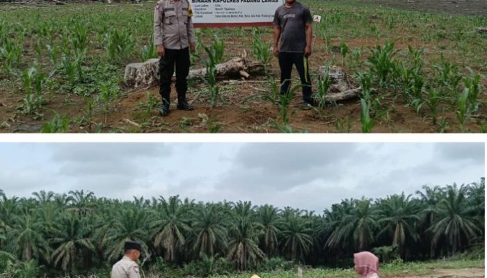 Bhabinkamtibmas Cek Lahan Tanaman Jagung Binaan Polres Palas di PT MAI Kebun Siborna Bunut