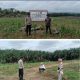 Bhabinkamtibmas Cek Lahan Tanaman Jagung Binaan Polres Palas di PT MAI Kebun Siborna Bunut