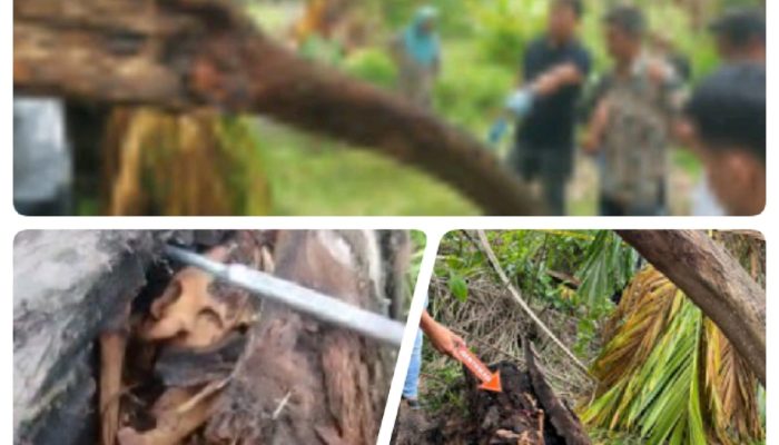 Niat Mau Dodos Sawit,Dua Remaja Warga Sei Rampah Temukan Tulang Manusia Dalam Pohon Aren