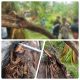 Niat Mau Dodos Sawit,Dua Remaja Warga Sei Rampah Temukan Tulang Manusia Dalam Pohon Aren