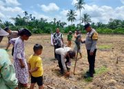 Personil Polsek Sosa Tanam Jagung di Lahan Binaannya