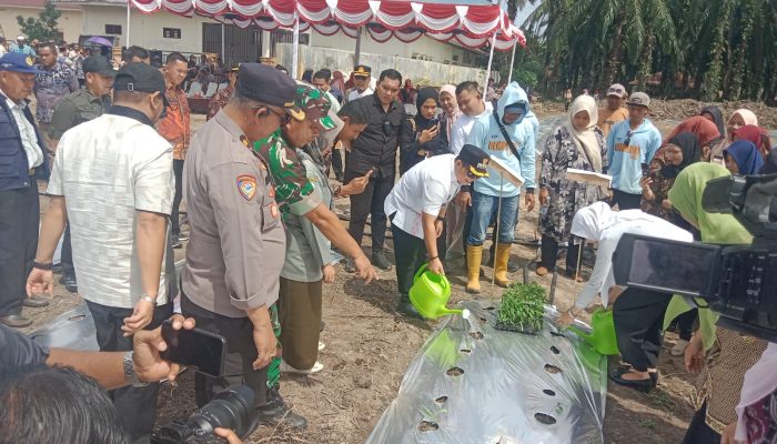 Dorang Ketapang dan Stabilitas Harga Pangan Kabupaten Palas, Bupati Bersama Ketua TP PKK Tanam Cabe Merah Perdana