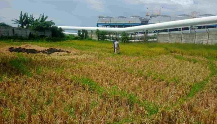 Warga Sibanggor Julu Gugat PT.SMGP Ke PN Madina Rp. 879 Juta