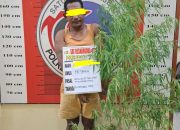 Tanam Ganja di Pekarangan Belakang Rumah, Seorang Pria Diamankan Satresnarkoba Polres Palas
