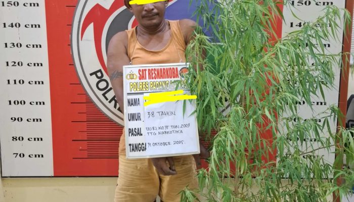 Tanam Ganja di Pekarangan Belakang Rumah, Seorang Pria Diamankan Satresnarkoba Polres Palas