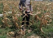 Bhabinkamtibmas Polsek Sosa Laksanakan Pengecekan Tanaman Jagung Binaan Kapolres Palas di Lahan PT MAI Bunut