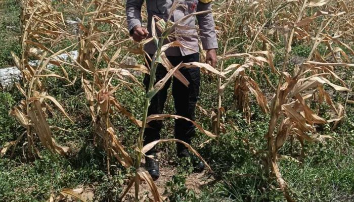 Bhabinkamtibmas Polsek Sosa Laksanakan Pengecekan Tanaman Jagung Binaan Kapolres Palas di Lahan PT MAI Bunut