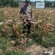 Bhabinkamtibmas Polsek Sosa Laksanakan Pengecekan Tanaman Jagung Binaan Kapolres Palas di Lahan PT MAI Bunut