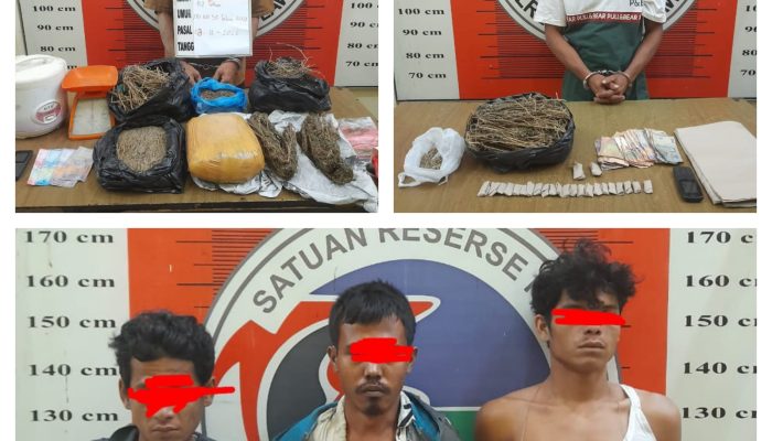 Jaringan Bandar, Pengedar dan Pemakai Ganja Kembali Berhasil Diringkus Tim Opsnal Satresnarkoba Polres Palas